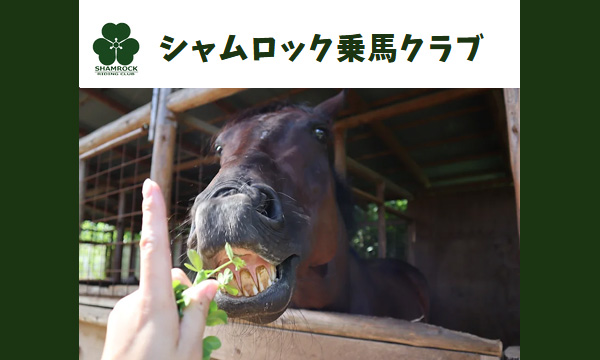 シャムロック乗馬クラブ